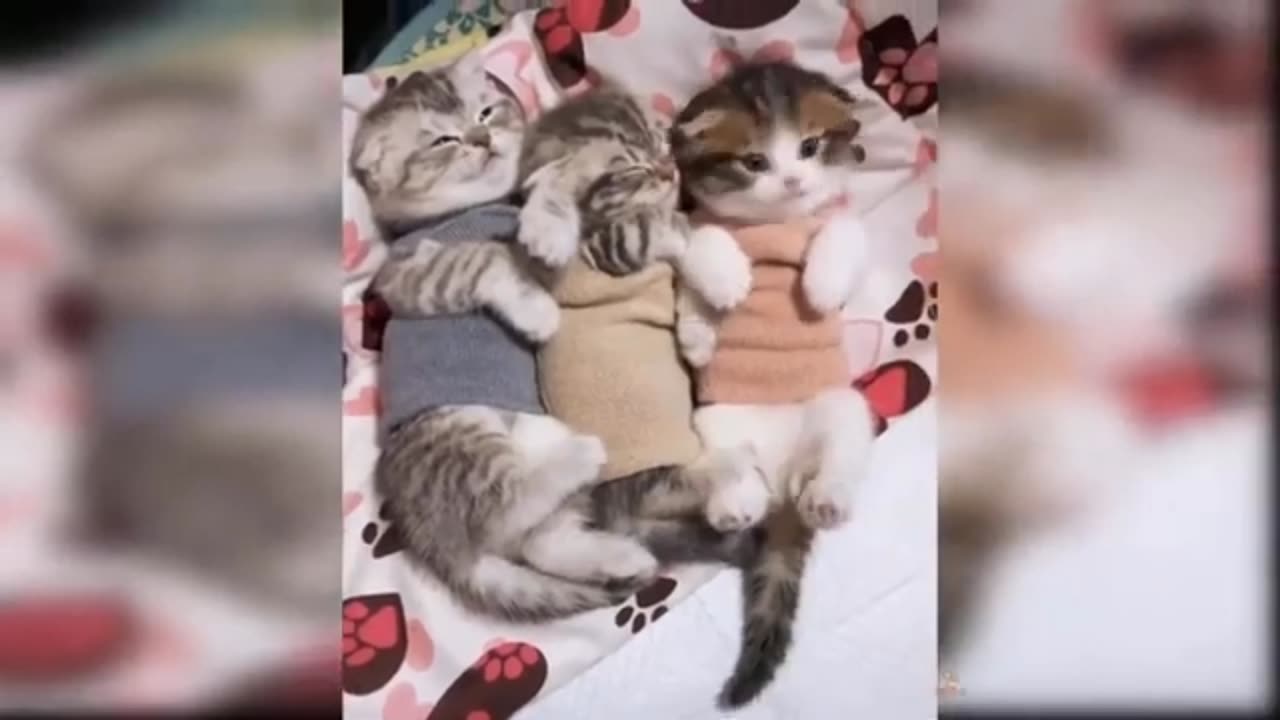 Adorable Cats, Funny Animal Videos #3