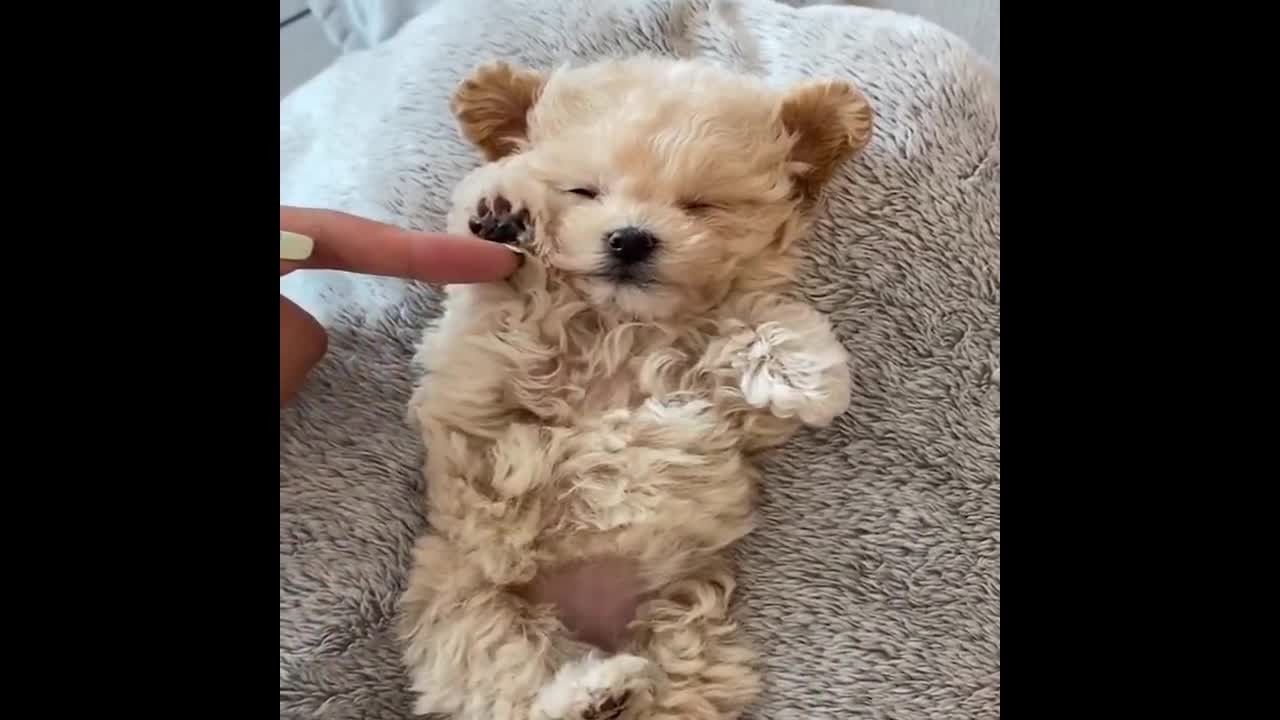 Funny Puppy Videos - 30