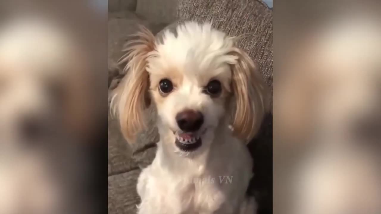 Funniest Animals 😂 Funny Cats and Dogs 🐱🐶 - Funny Animal Videos