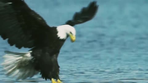Eagle catch fish