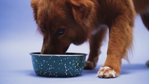 Cute dog drinking water