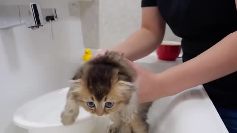 The five kittens are surprised at how good their first bath feels.