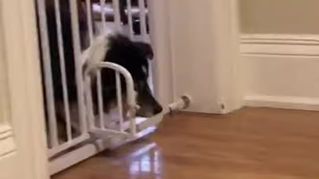 funny Dog Joke Video..lovers2021