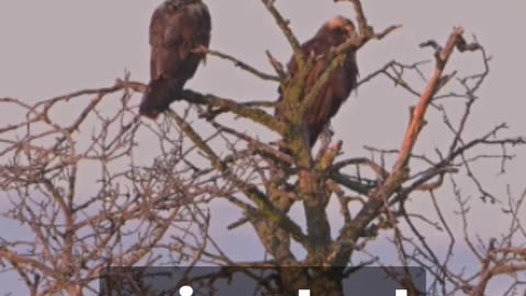 Bird Killing Scumbags Caught in Montana