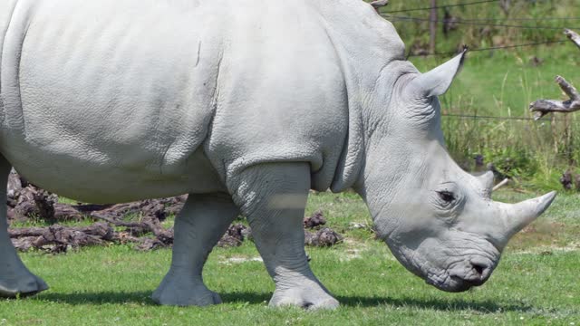 Rhino beautiful animal 😍 ❤️