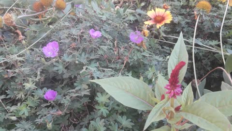 Flowers in the garden