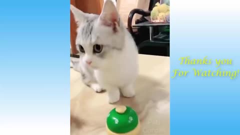 Funny and cute cat's life and owners are the best videos