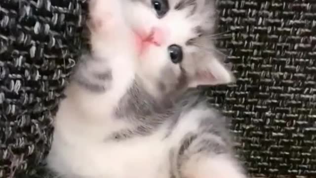 Cats talents-Super Cute Cats-meow meow