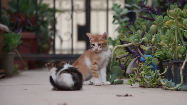 Cute kittens playing at our home