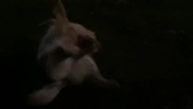 A golden retriever layed down in the park at night