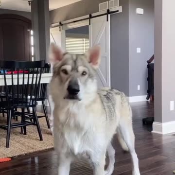 TOP 10 Dog Breeds That Look Like Wolves #shorts #shortsfeed #dogshorts