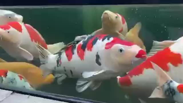 Koi fish pond (100)