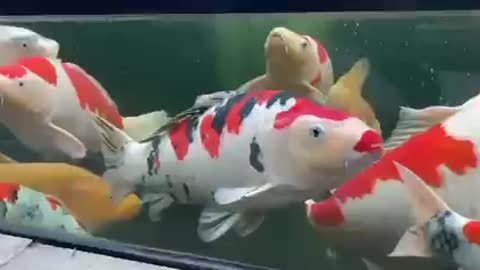 Koi fish pond (100)