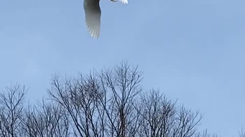 Heron flies