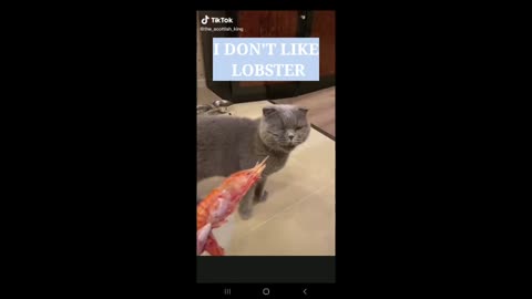 This Cat hate LOBSTER