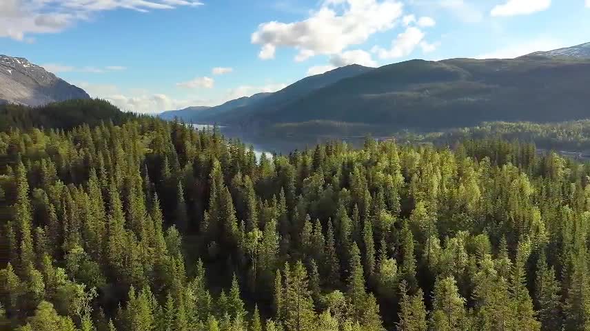 On both sides of the road, the mountains undulated and the forest was wild