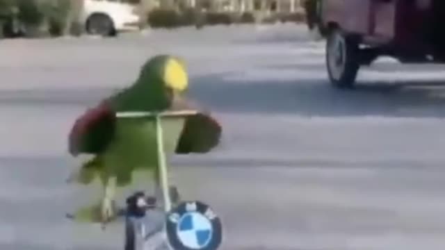 parrot cycling