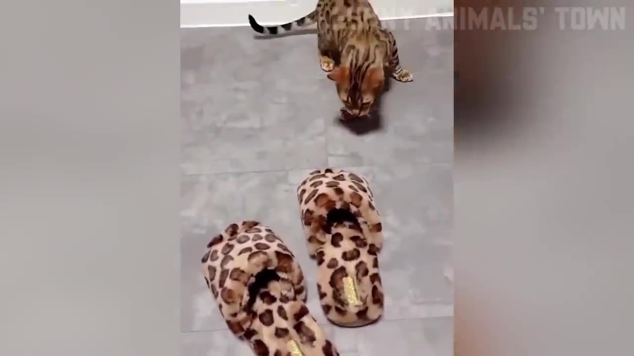 animals funniest moment