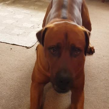 Mister Brown The Rhodesian Ridgeback; always a comfort, having his eye on me