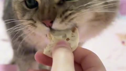 It's time for the cat to eat snacks