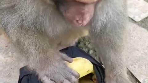 The monkey will open the bag and find something to eat.