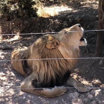 A lion is always a lion