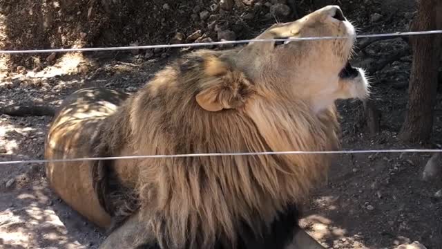 A lion is always a lion