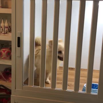 Dogs waiting for buyers