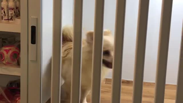 Dogs waiting for buyers