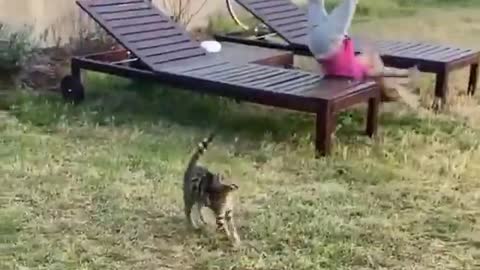 Angry cat