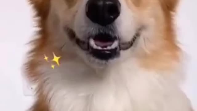 Dogs can also smile