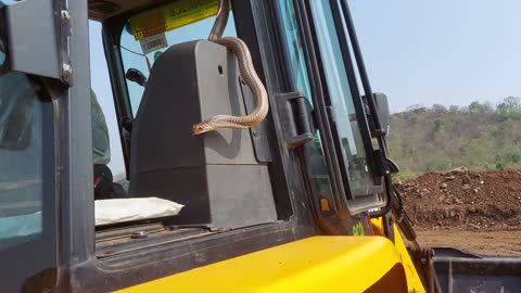 Biggest Snake in JCB while Excavating