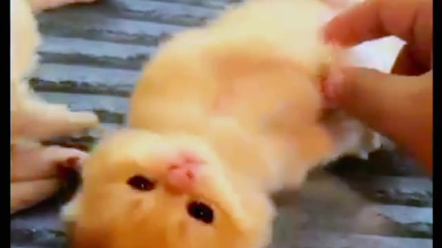 Cat video