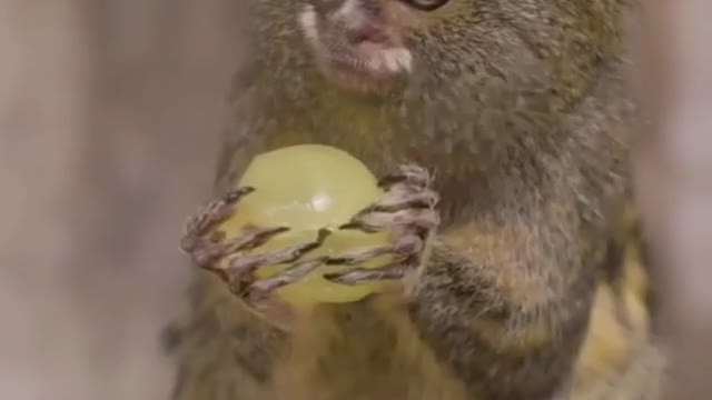 Funny Monkey