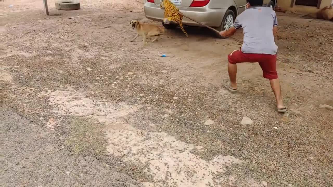 THIS DOG THOUGHT THE TIGER WAS REAL!