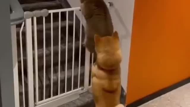 😂IF THE DOG CANNOT LEAVE THE CAT ALSO NO..😂