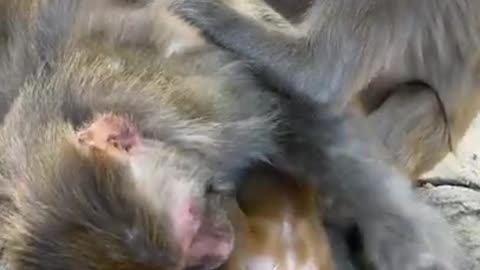 Cute Monkey China & Funny Love monkey| Animals Love #