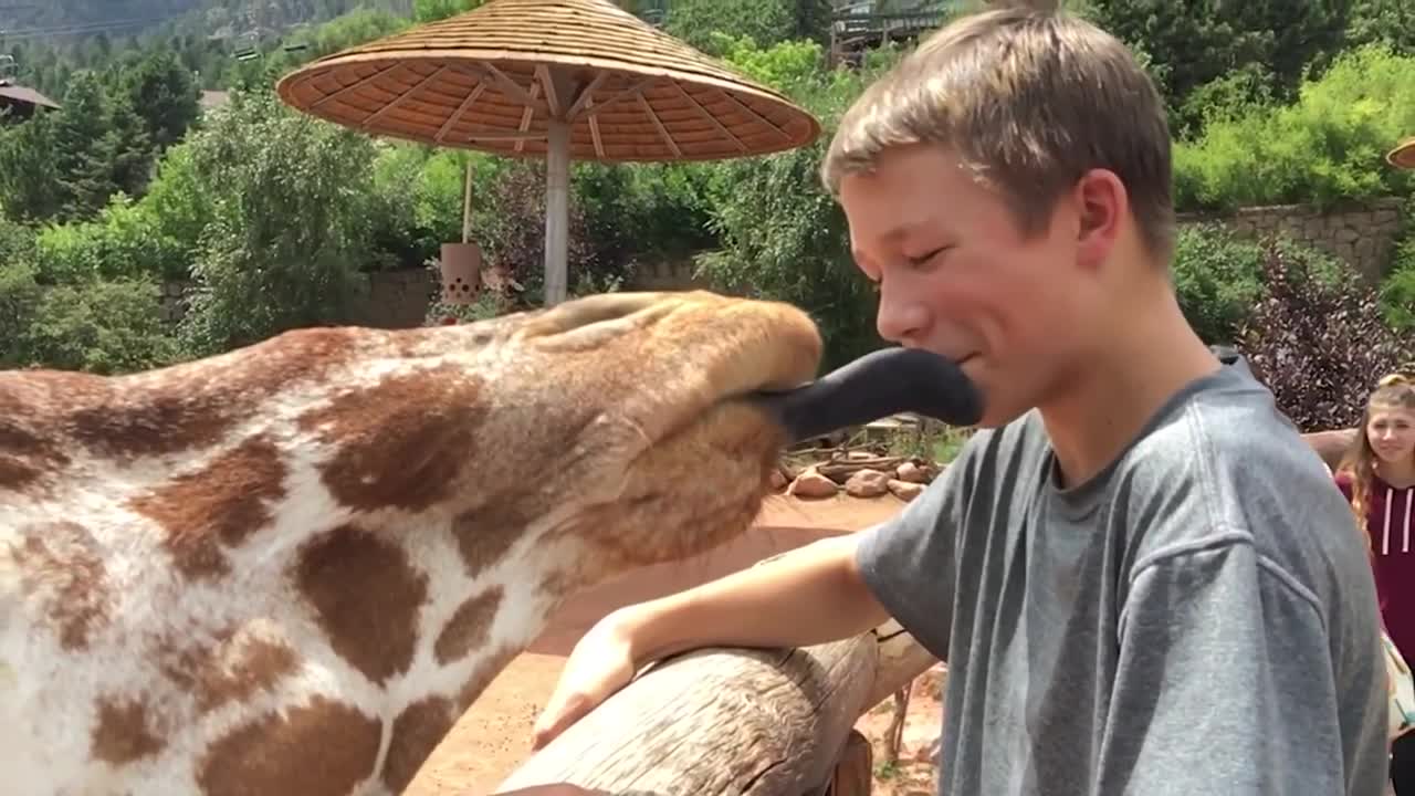 Funny videos of babys meeting animals DEC 2021