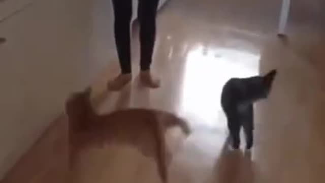 🐈FUNNY CAT 🐈
