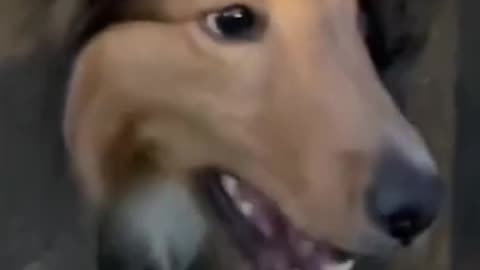 #funny#funnydog#funnycats#funnyvideos