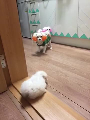 When he first saw another dog,