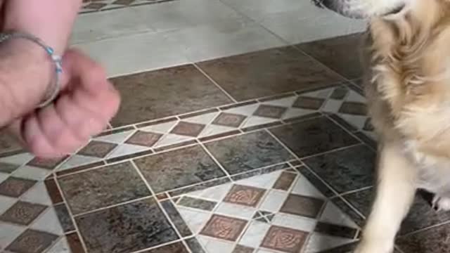 7.Testing My Golden Retriever Sniffer