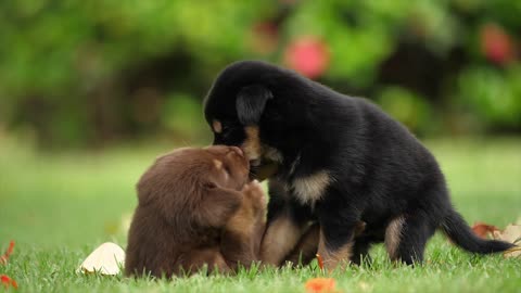 Happy dogs playing with each other