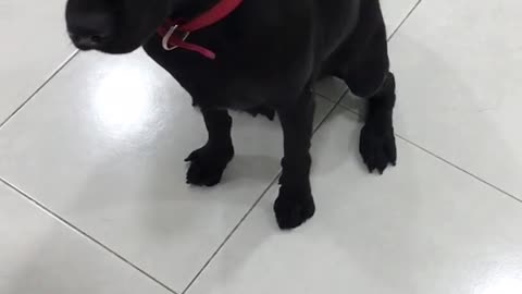 Black dog red collar does tricks on white linoleum floor