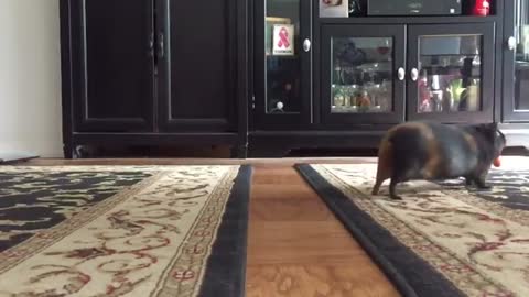 Guinea pigs jumping floor lava while holdi carrots l