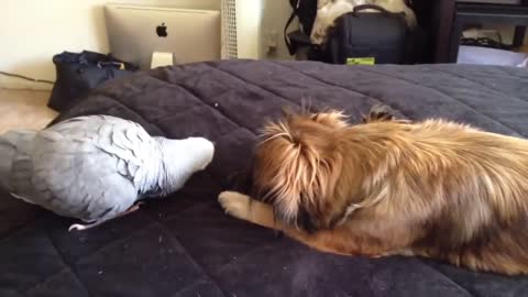 Funny Parrot Plays with Dog