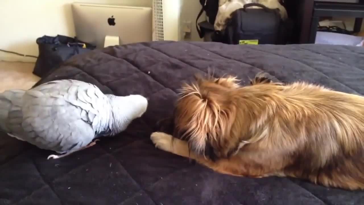 Funny Parrot Plays with Dog