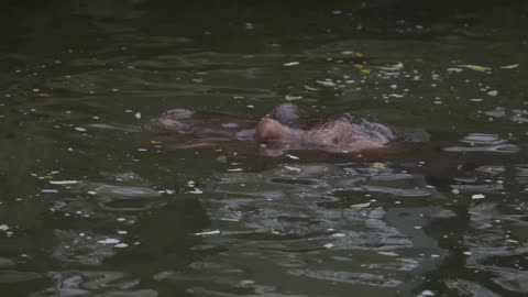 The Astonishing History of the Hippopotamus The Real King of the River