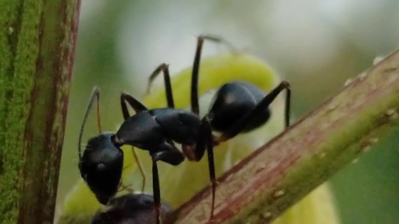 Some ants is looking for some food on a twig part 2