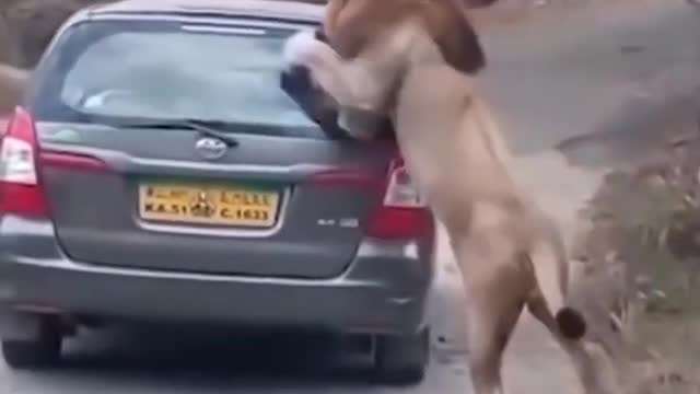 danger to some animals
